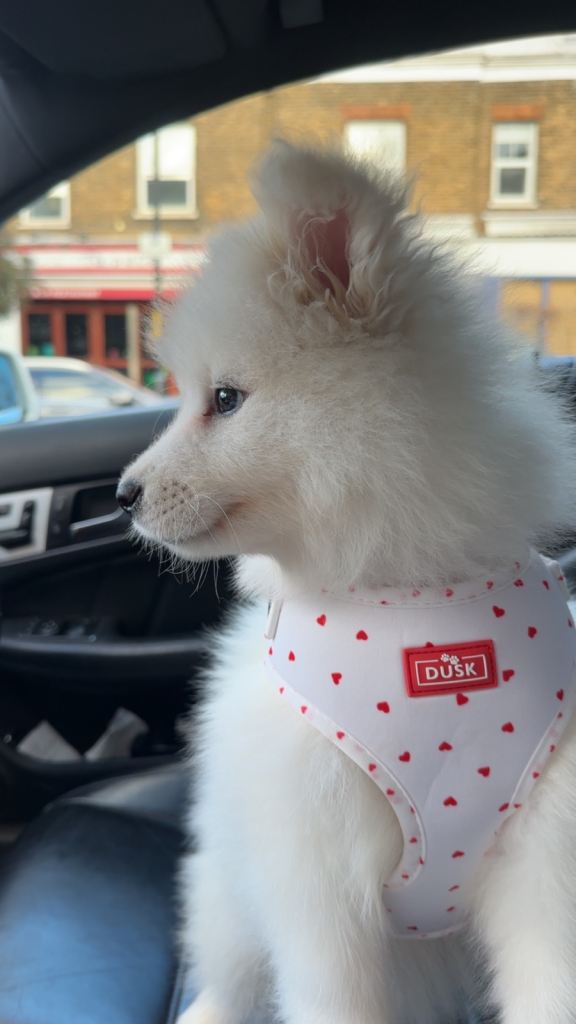 Samoyed puppy for sale 