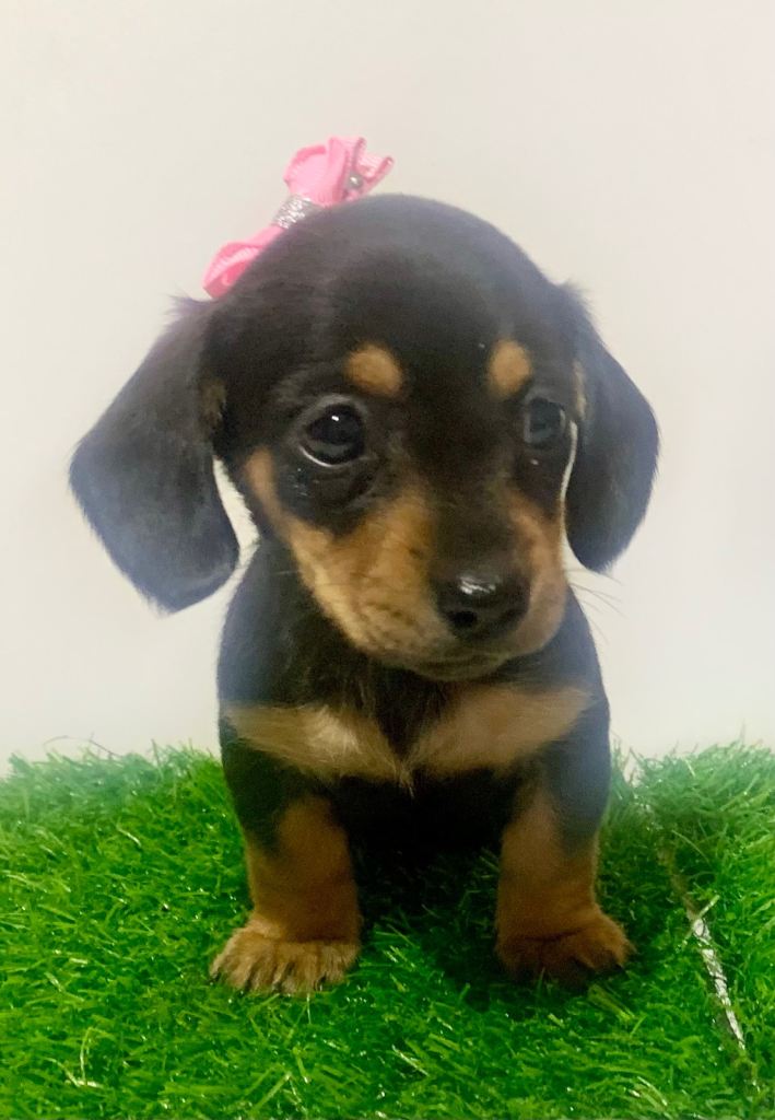 Very special Daschund girl ❤️