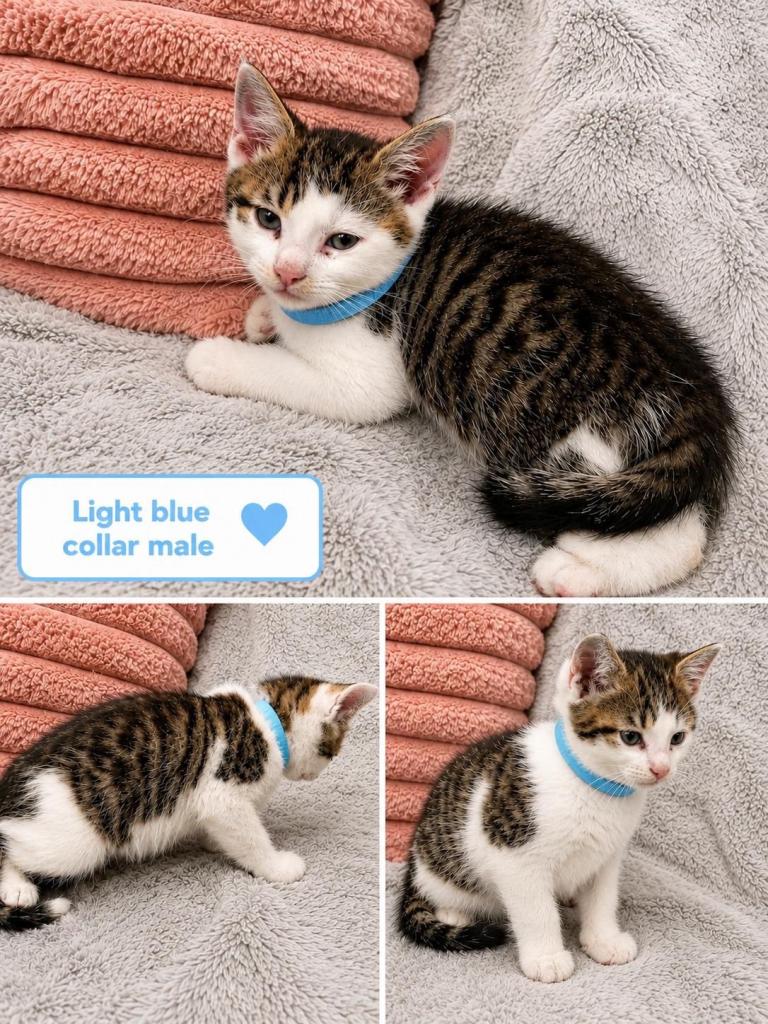 Adorable Tabby x British Ready Insured family home