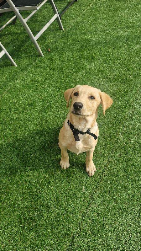 Labrador Puppy