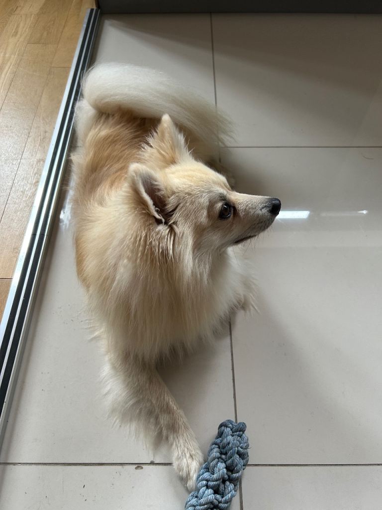 German Spitz