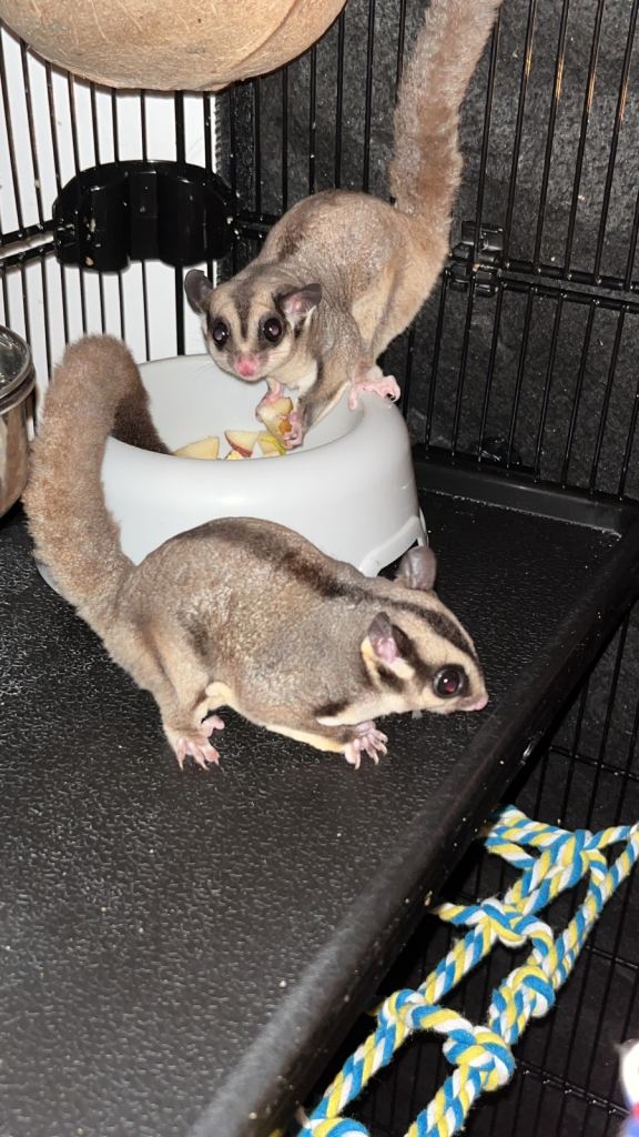 2 female sugar gliders