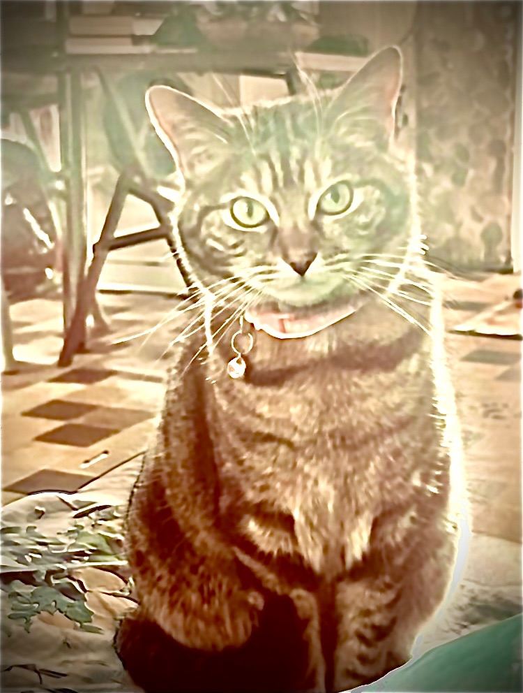 lap-cat for a calm lady to love. Read Ad