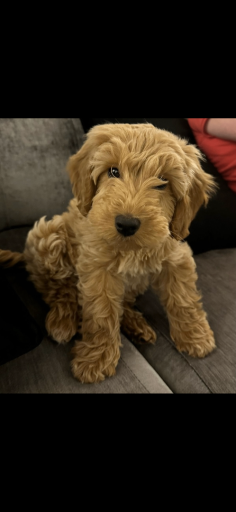 Cockapoo 