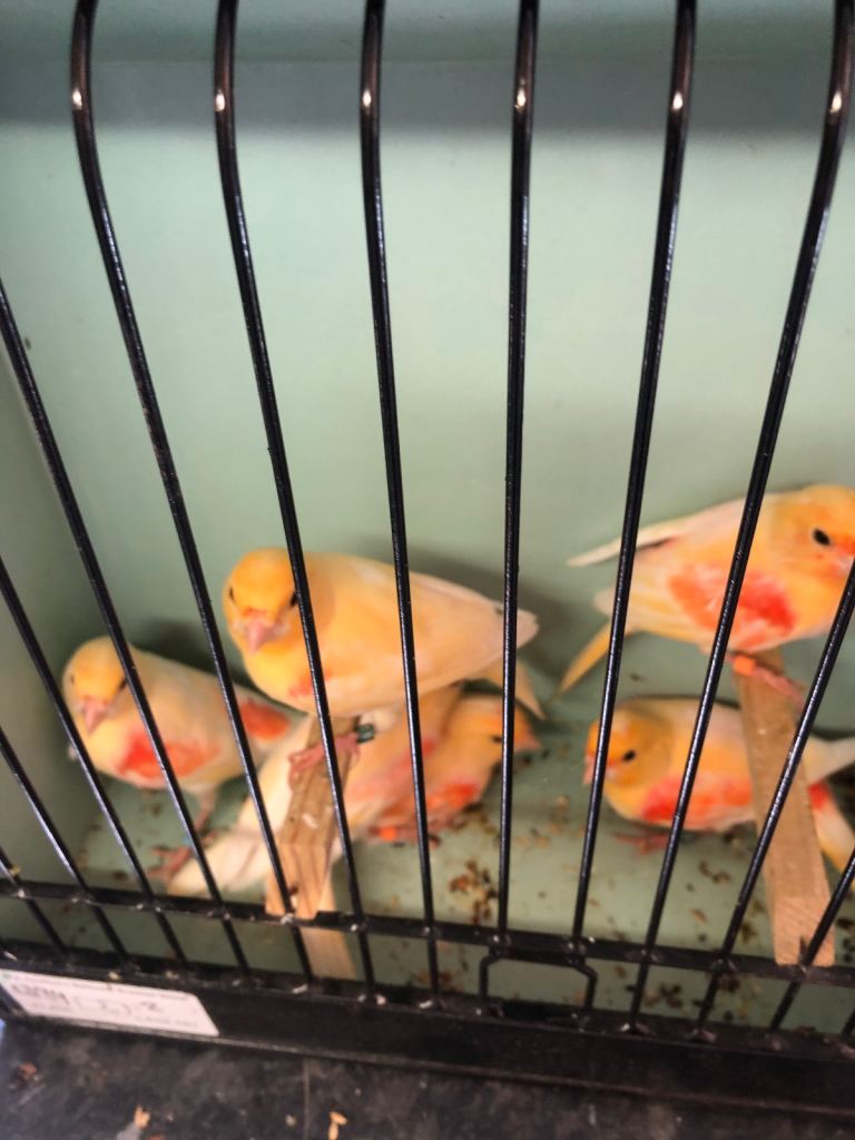 Canaries 