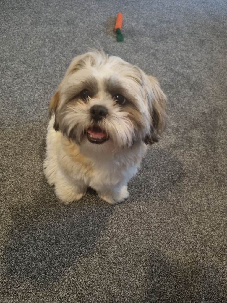 Shih-tzu 7 months 
