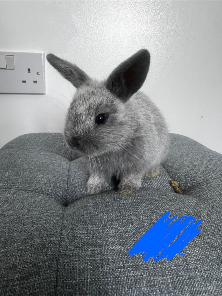 Cute baby rabbits 