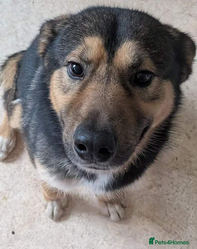 Obi - young, energetic dog