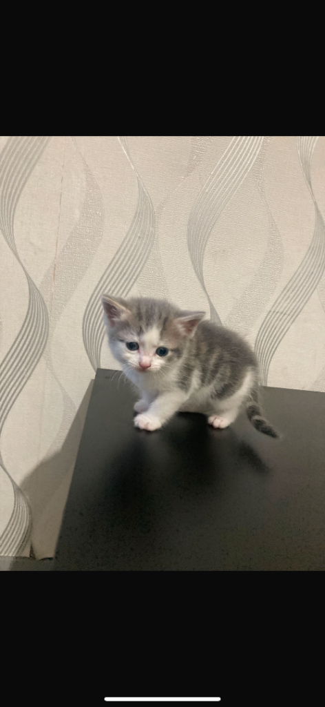 Kittens for sale