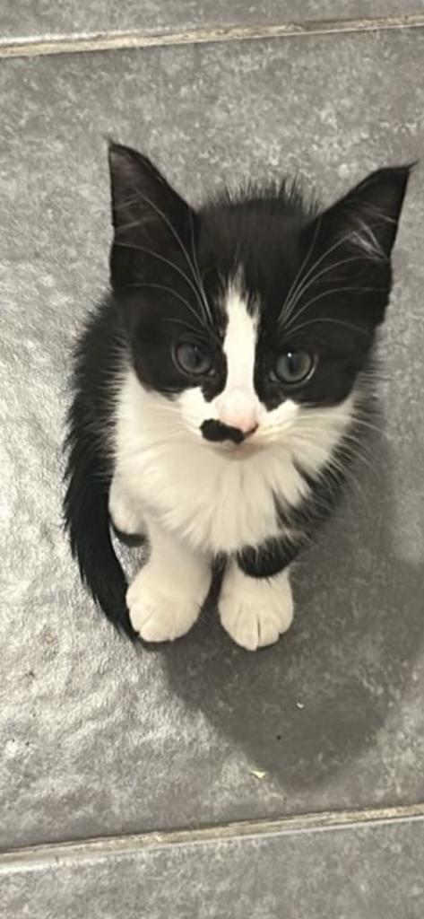 Kitty - Long fur mixed with Maine Coon 
