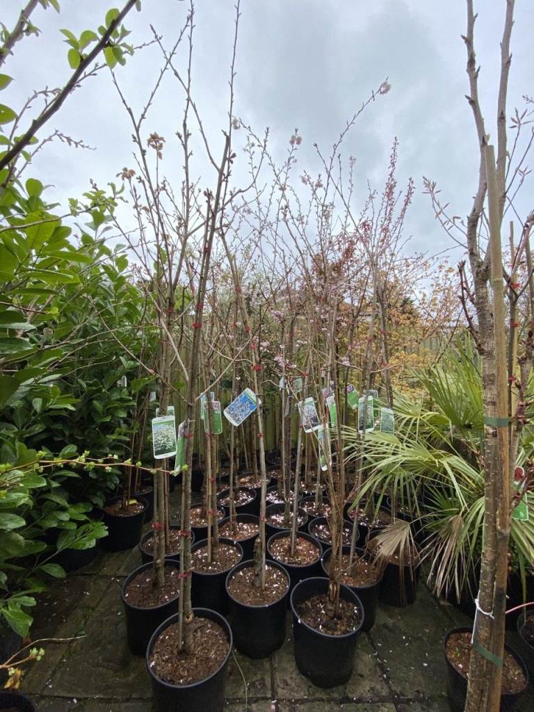 NEED THE SPACE. TREES LEFT OVER FROM LANDSCAPING PROJECT. QUICK COLLECTION NEEDED