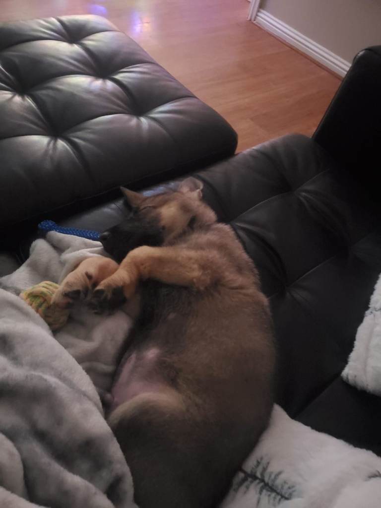 German shepherd puppy 