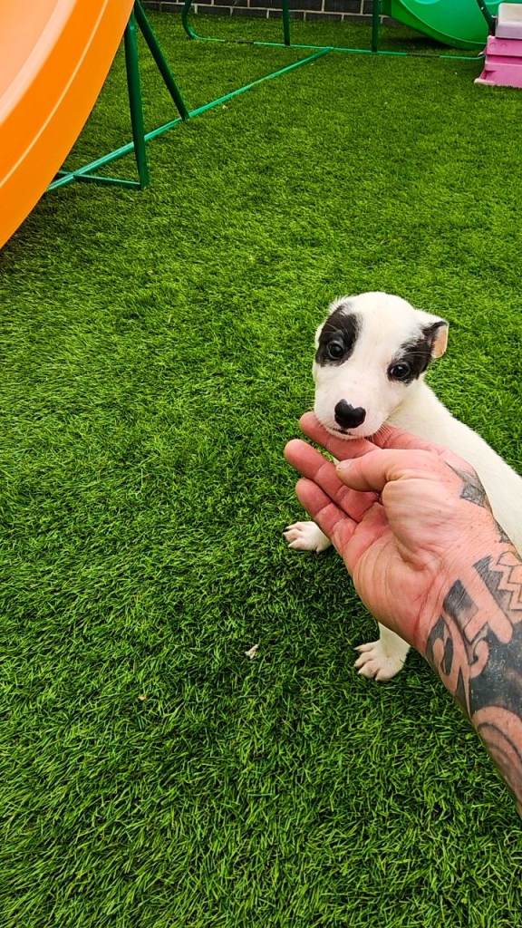 Lurcher pups 