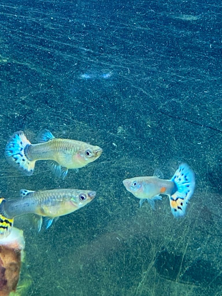 Guppy and cardina shrimp