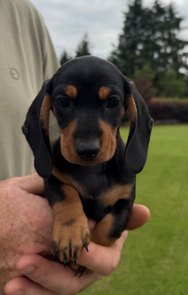 Miniature dachshund pups for sale