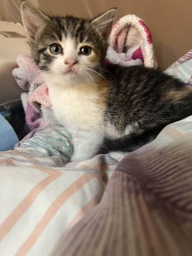 Beautiful kitten 