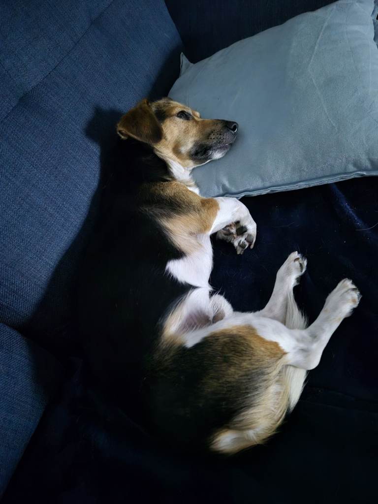 Jack Russell Male 4 years old - Neatured