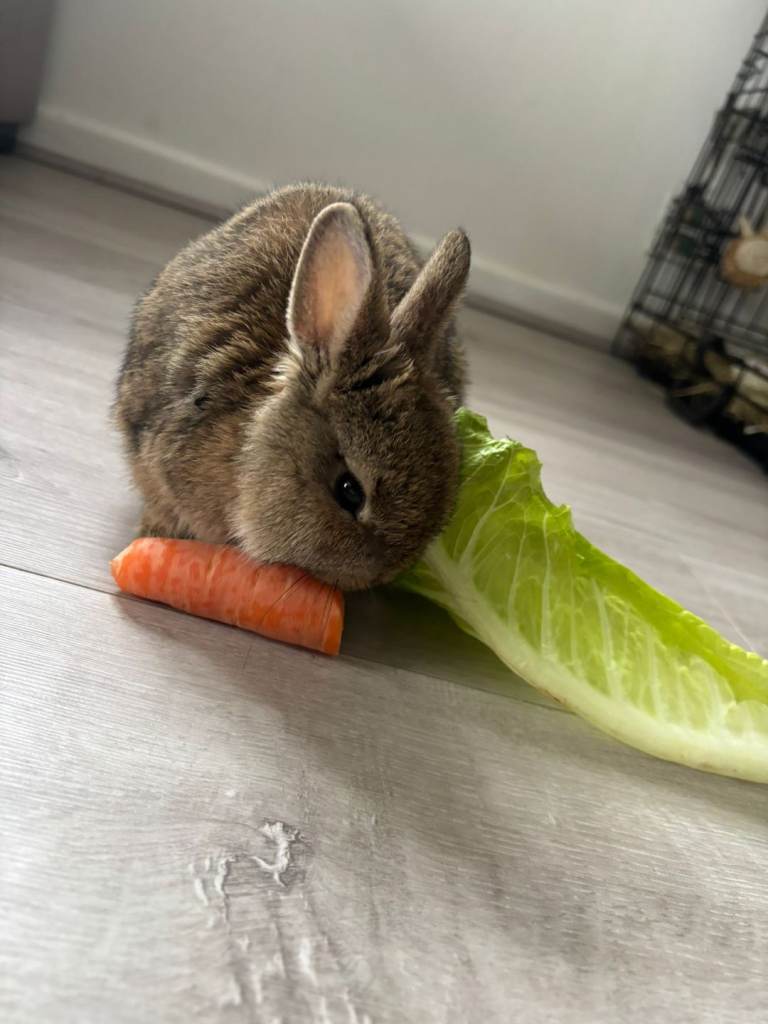 Rabbits for sale