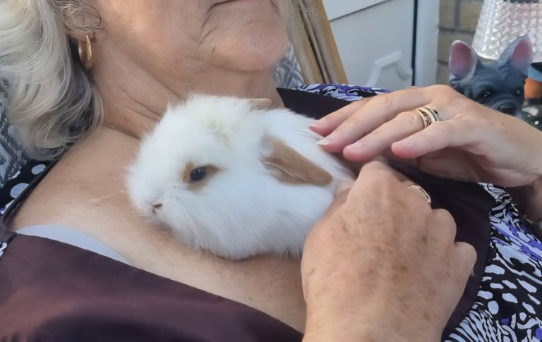 5 mini lop babies 