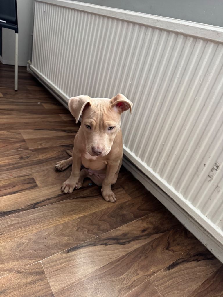 Pocket bully 