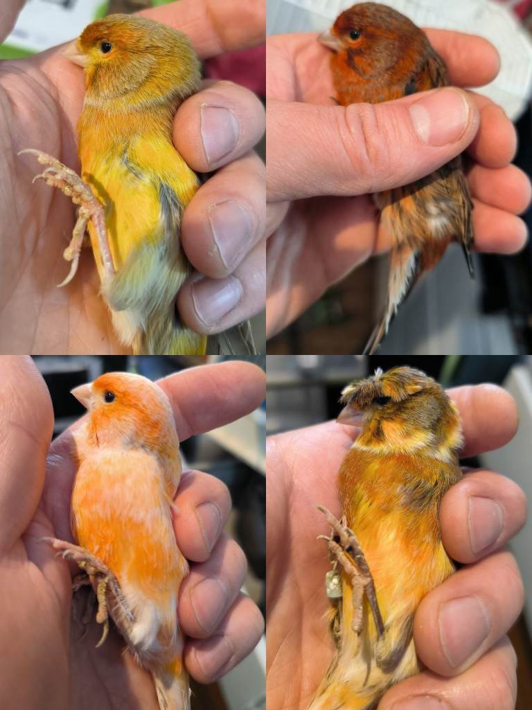 Beautiful singing canary males 