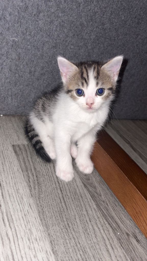 Kittens looking for there for ever home 