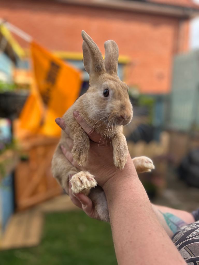 Baby rabbits 
