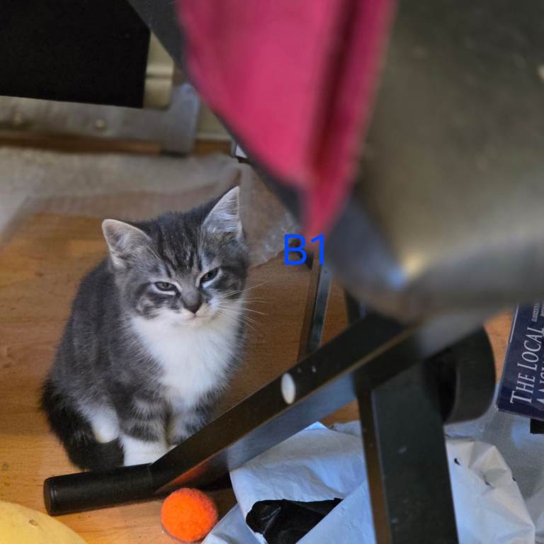 4 Kittens for sale, ready to go