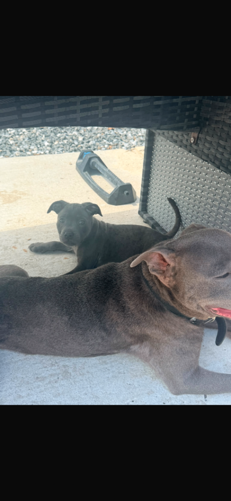 Blue staff puppy’s 🐶