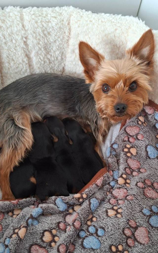 Yorkshire terrier puppies