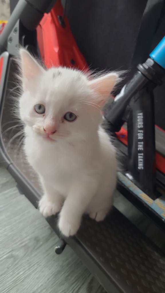 Turkish angora kittens