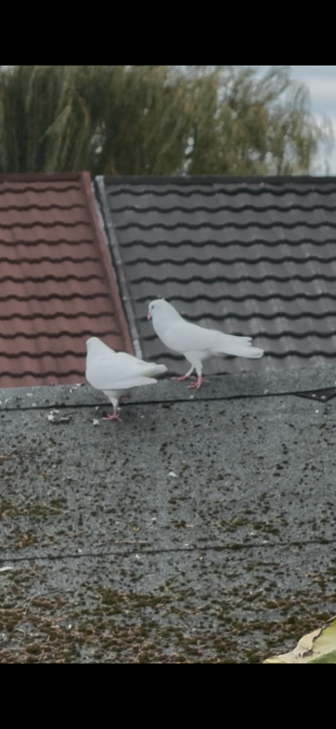 Pair White Pigeons for sale 
