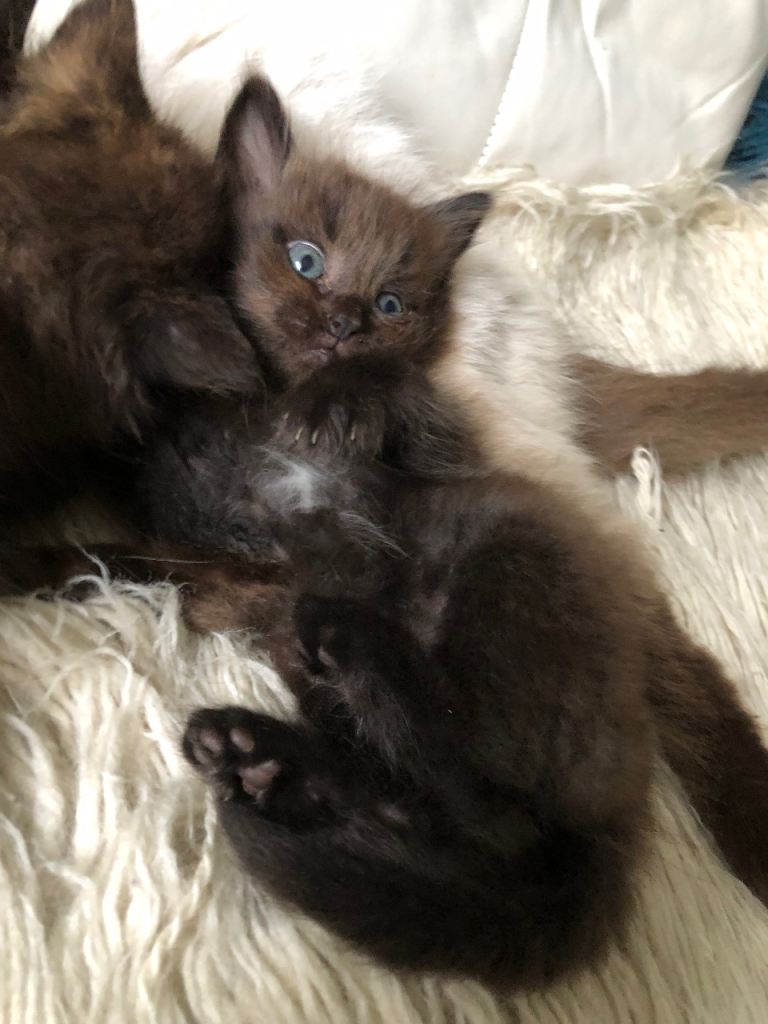 KITTENS FROM A RAGDOLL MOTHER 