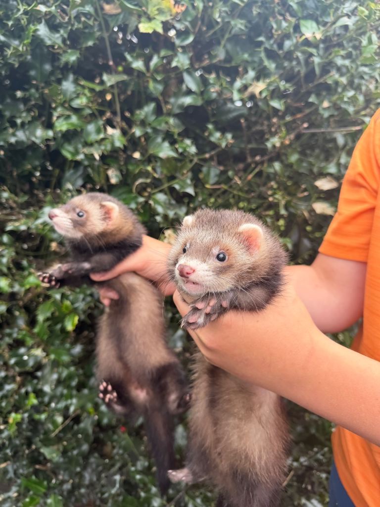 Baby ferrets