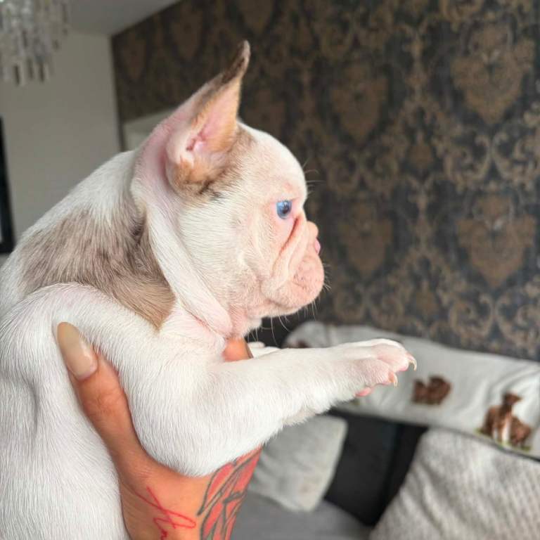 French bulldogs  