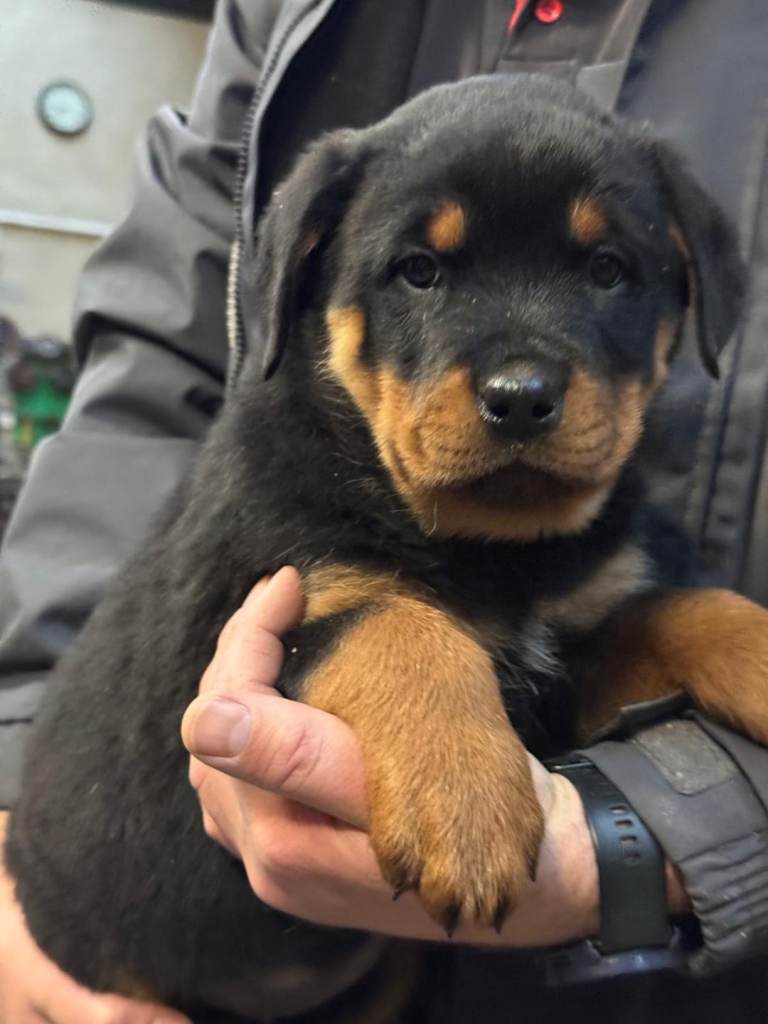 Rottweiler pups (IKC registered)