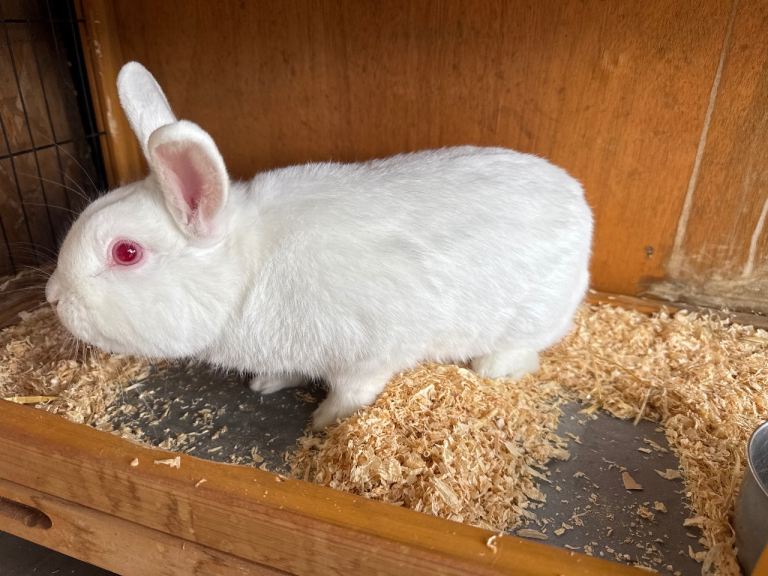 One white male and one brown female rabbit