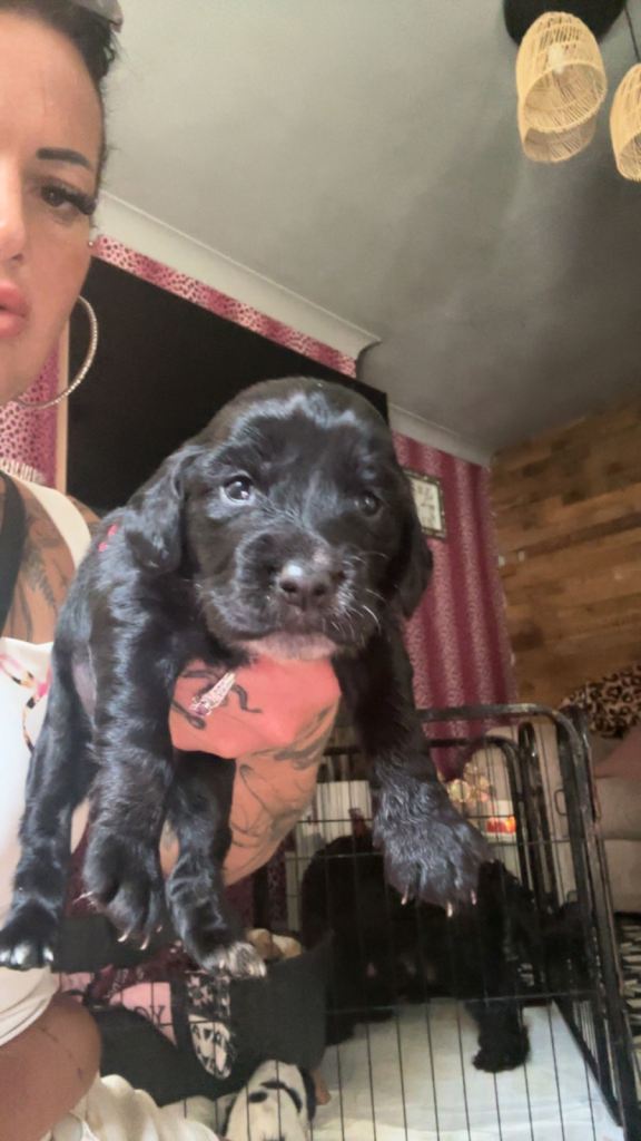 Cockapoo f2 pups 
