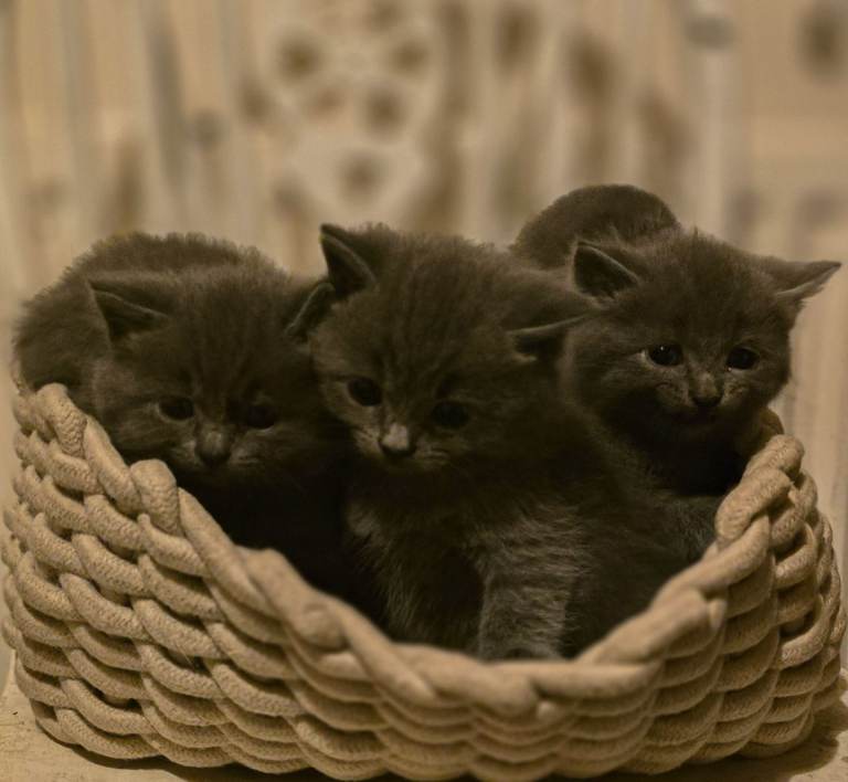 British Shorthair blue cross kittens