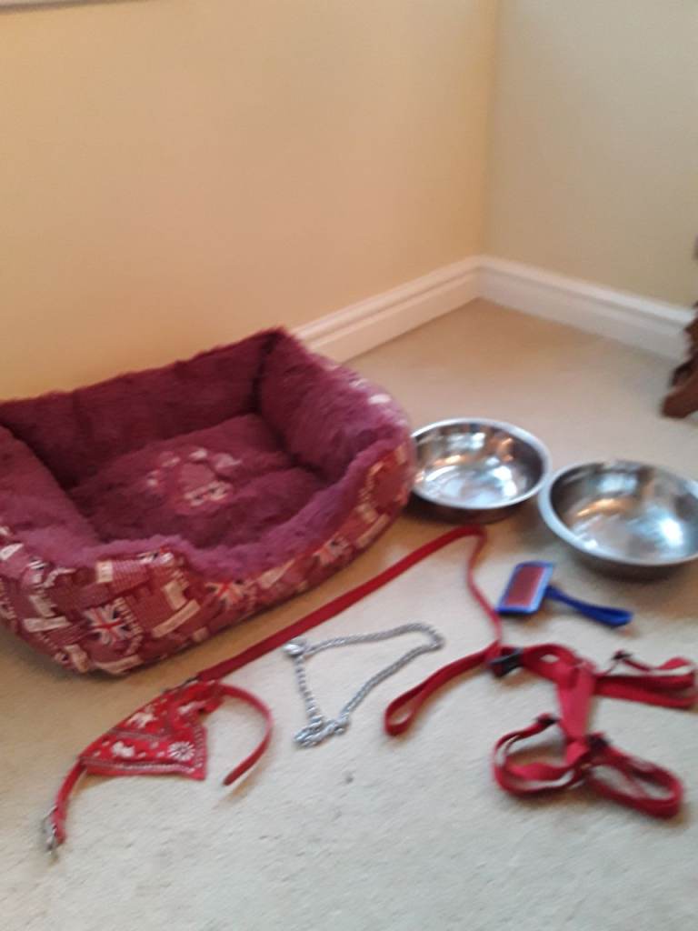 Dog bed and accessories bundle