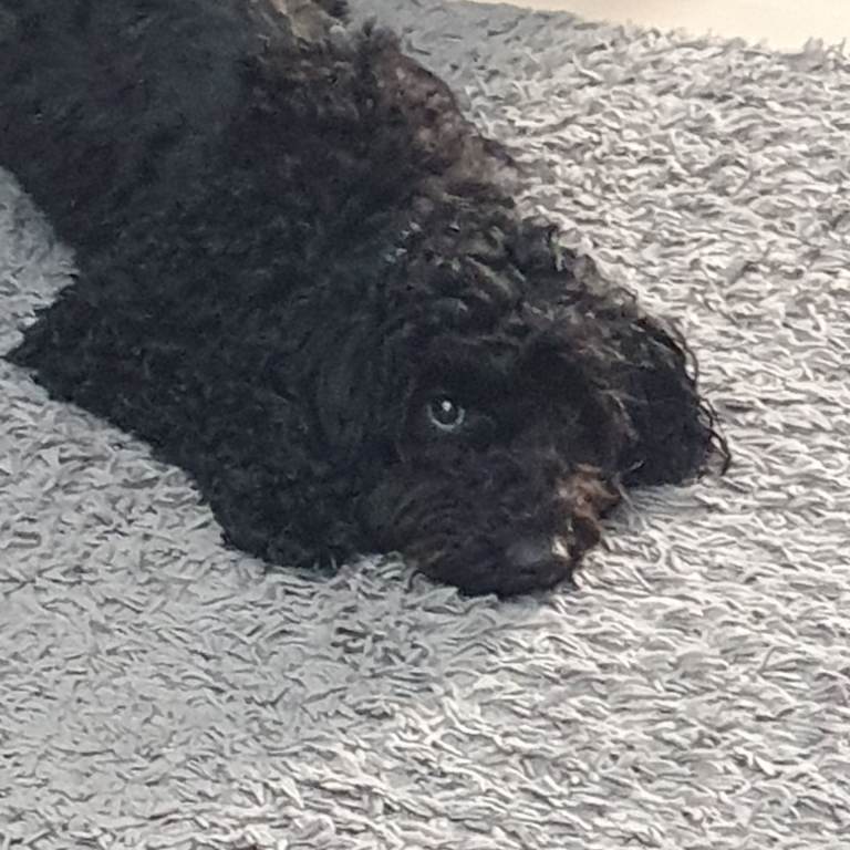 Black cockerpoo bitch