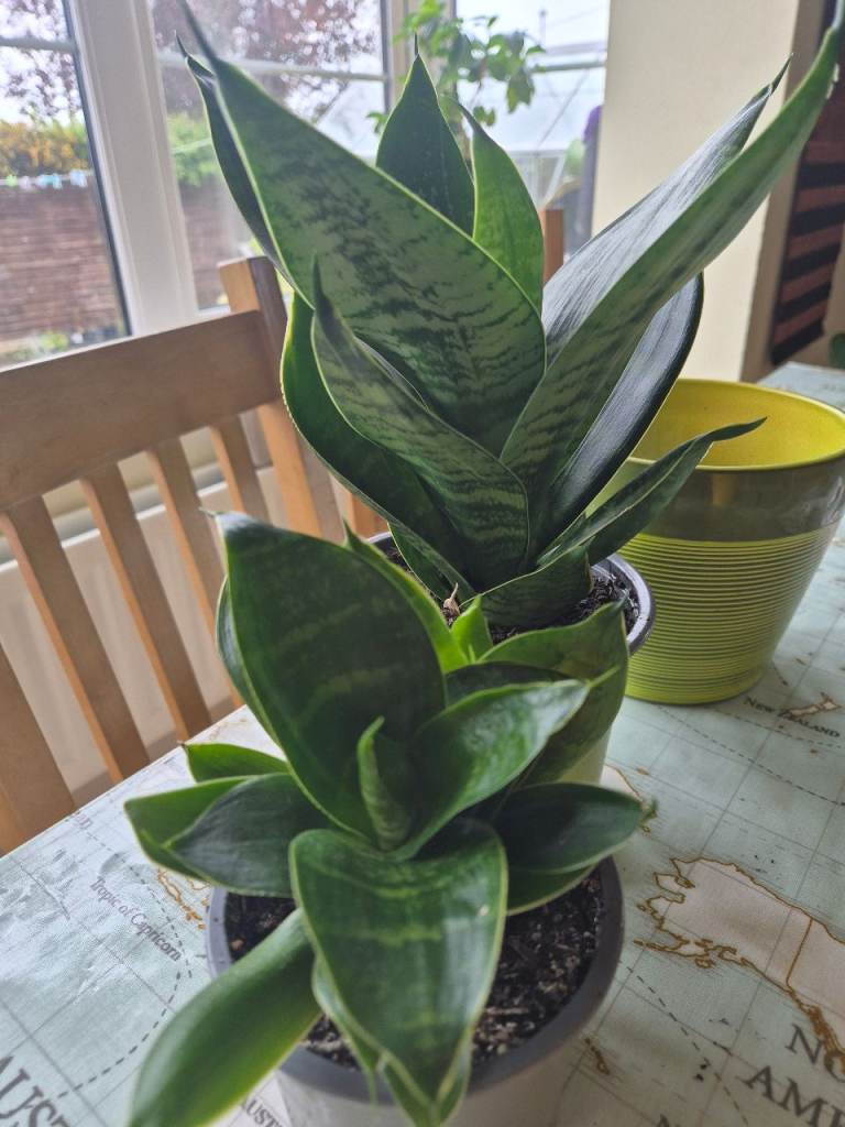 Snake plants