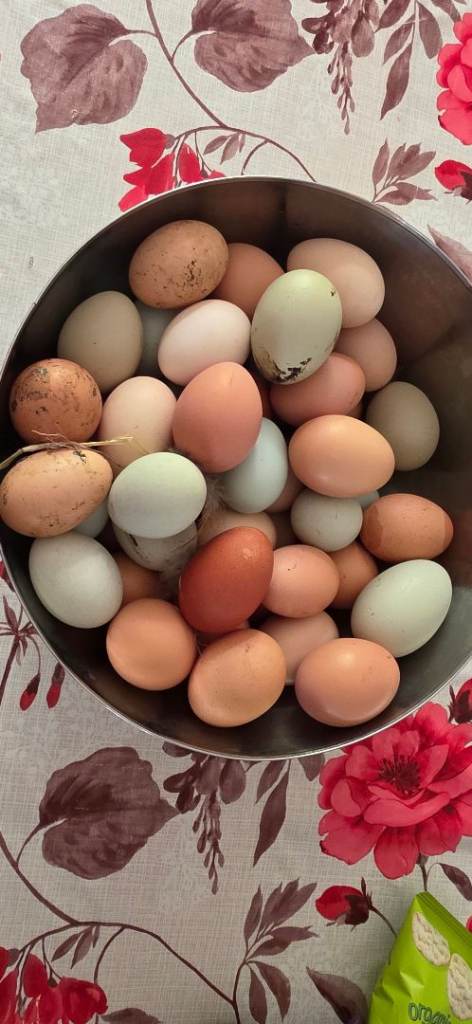 Premium Backyard Free-Range Eggs – Natural Feed, Tottenham