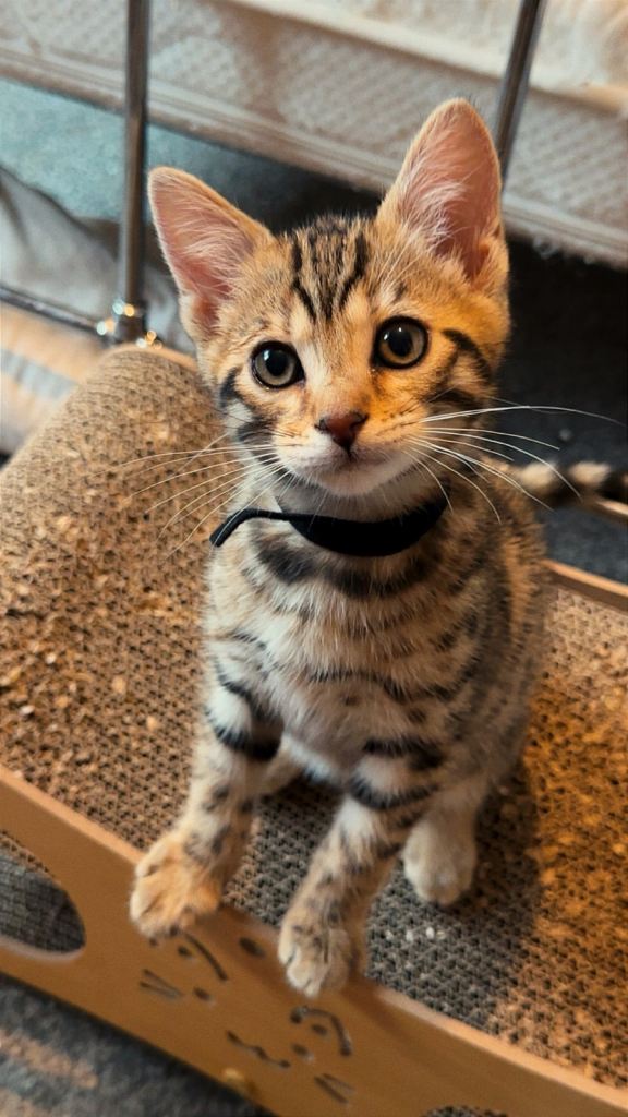 Bengal kittens for sale