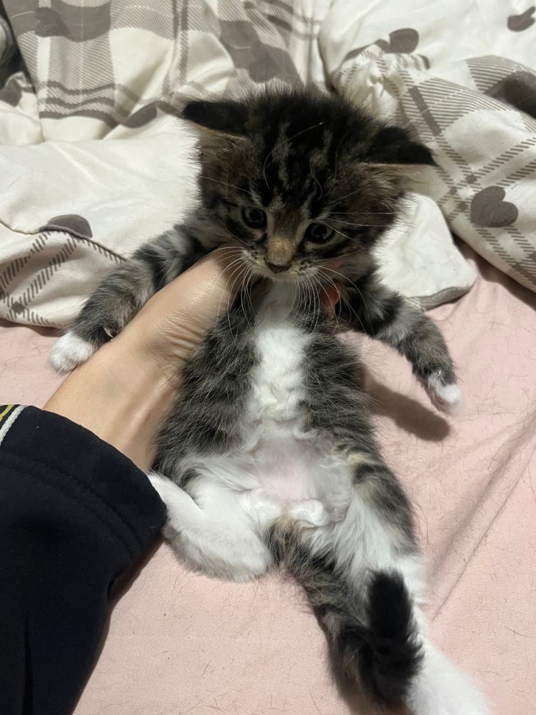 4 Beautiful Kittens for sale to forever home