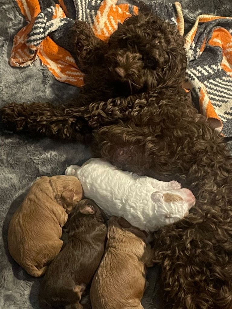 Miniature cockapoo puppy’s 