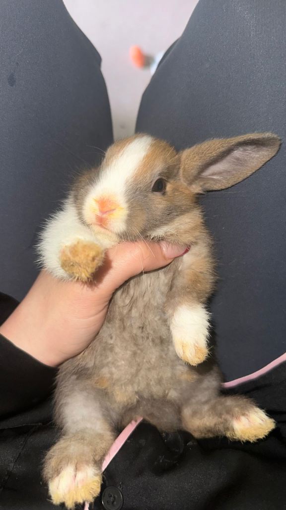 Bunny girl and mixed babies 