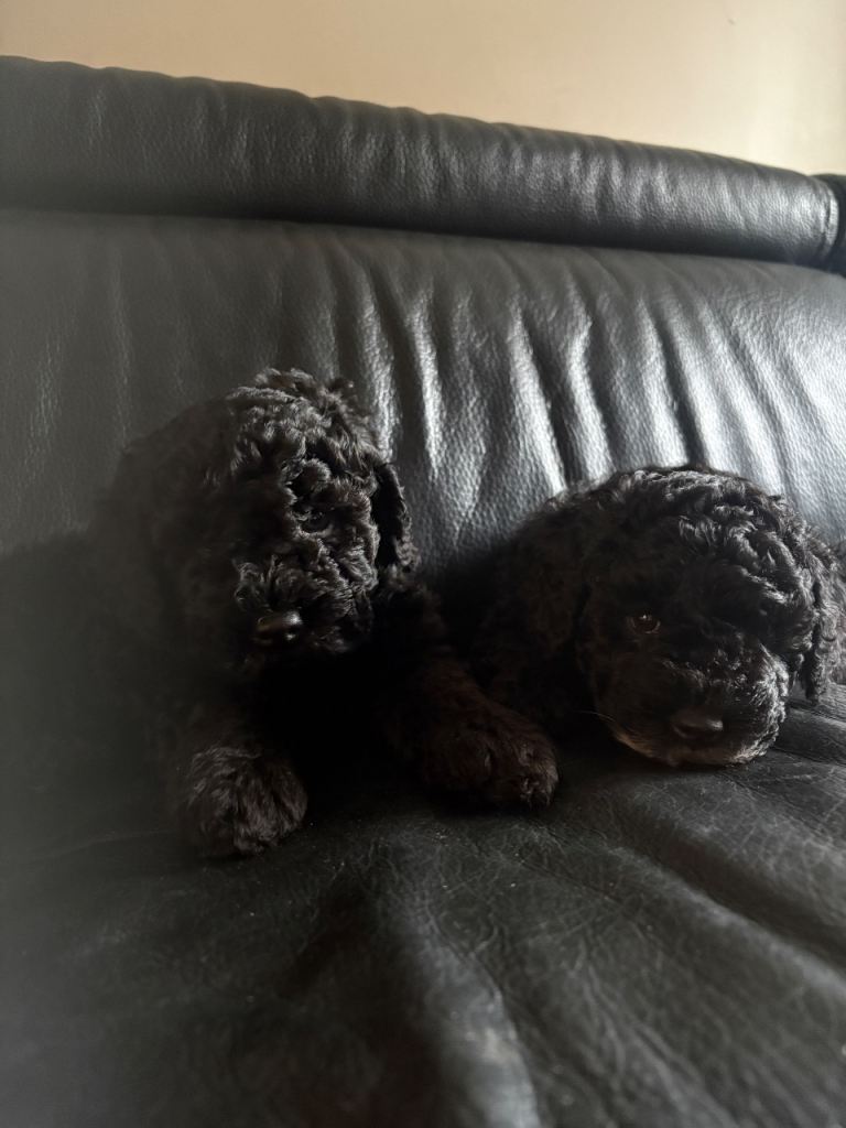 Cockapoo F2 