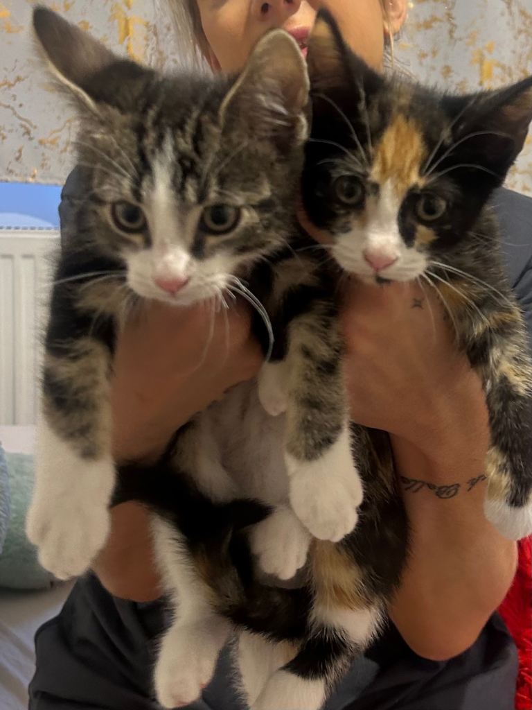 3 kittens for sale 