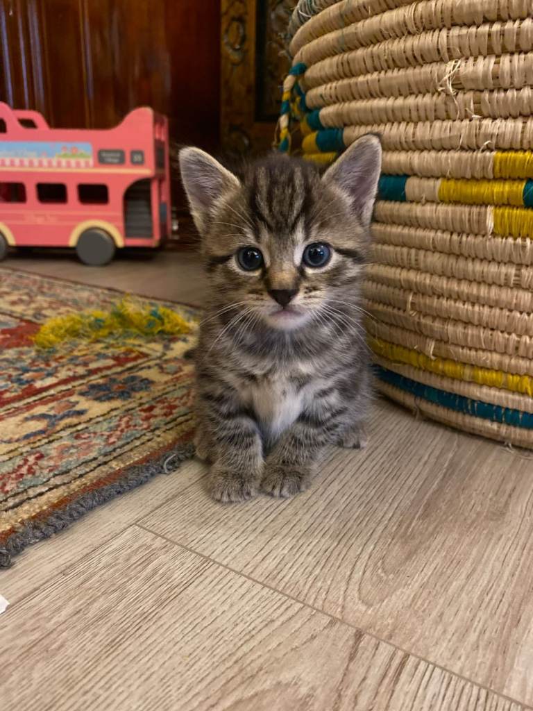kittens for sale 